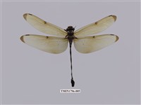 藏品(褐翼勾蜓)的圖片